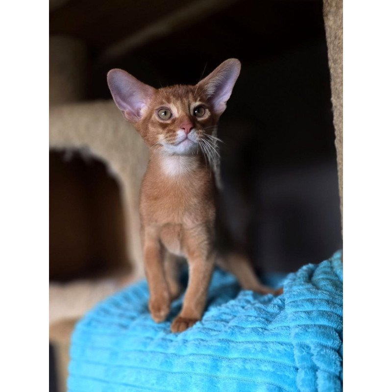 Abyssinian AP Richi