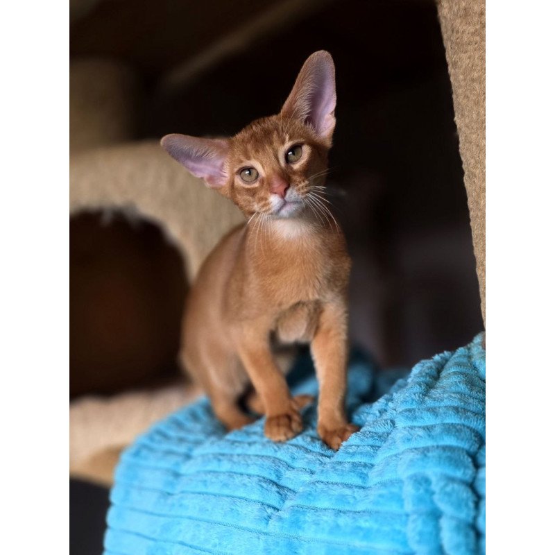 Abyssinian AP Richi