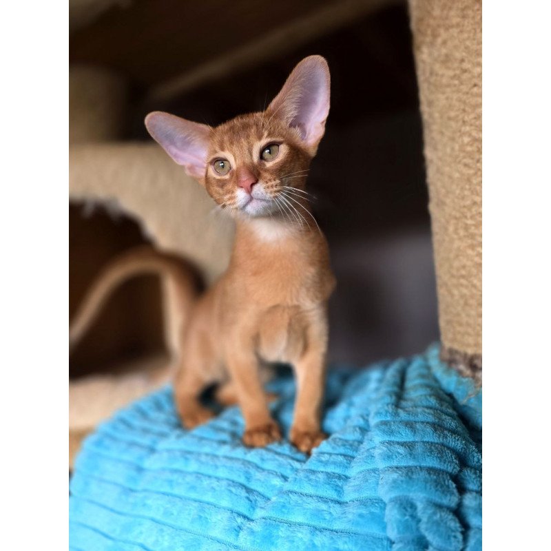 Abyssinian AP Richi