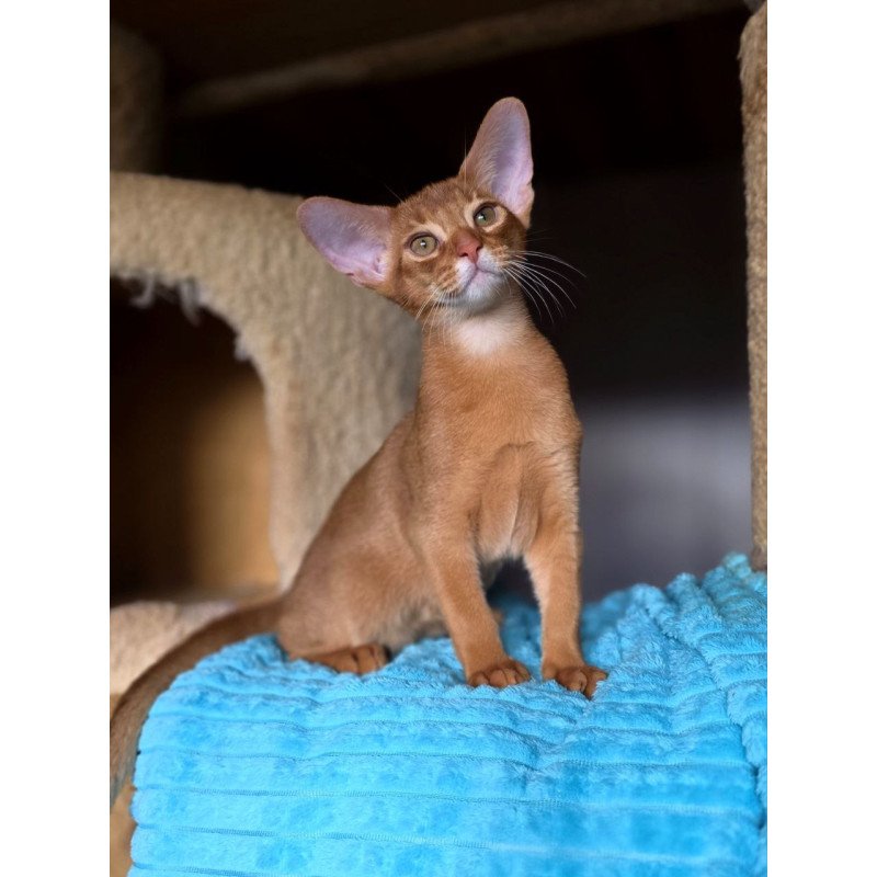 Abyssinian AP Richi