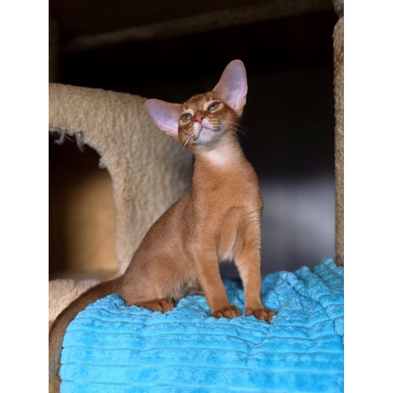Abyssinian AP Richi