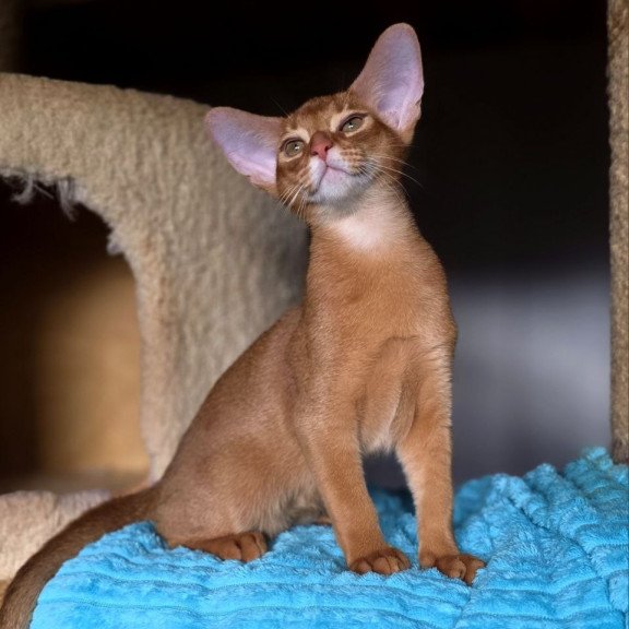 Abyssinian AP Richi