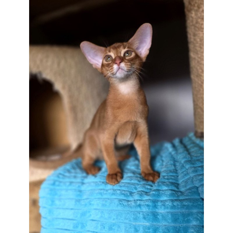 Abyssinian AP Richi