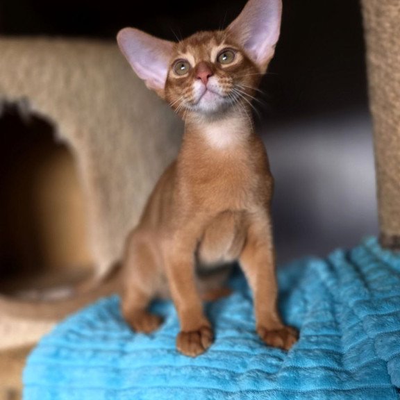 Abyssinian AP Richi
