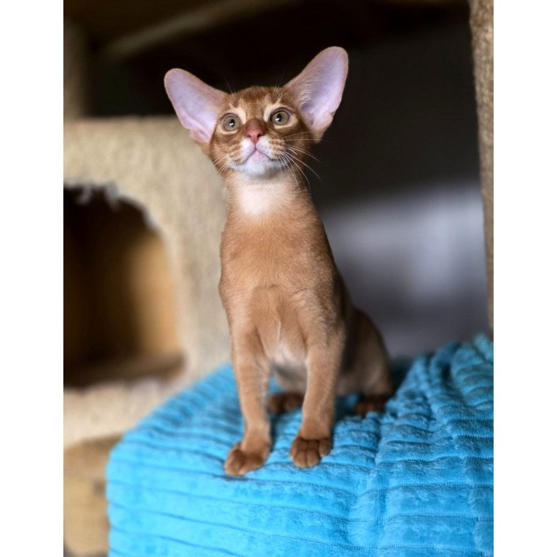 Abyssinian AP Richi