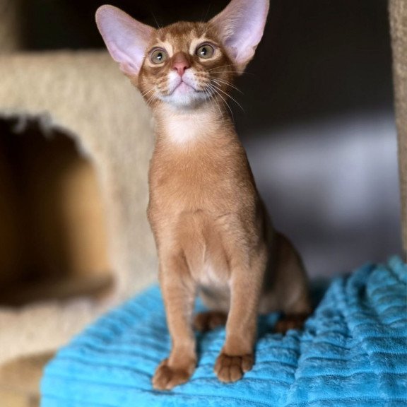Abyssinian AP Richi