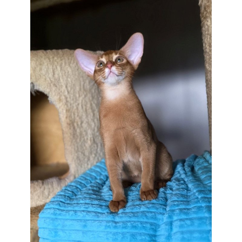 Abyssinian AP Richi