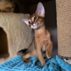 Abyssinian AP Rafael