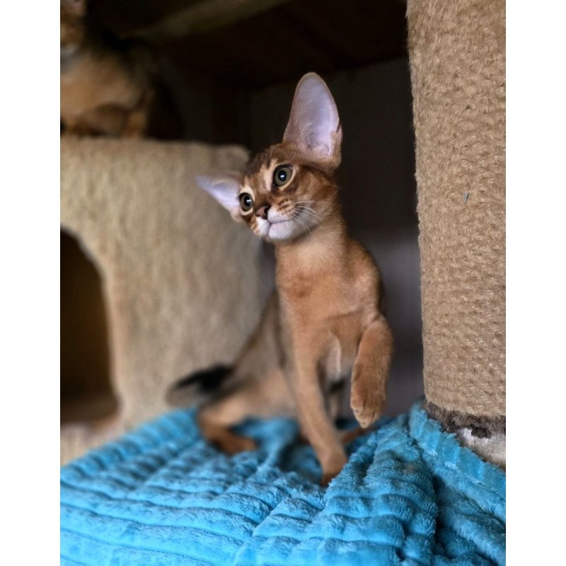 Abyssinian AP Rafael
