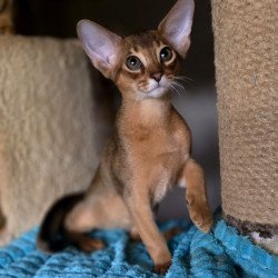 Abyssinian AP Rafael