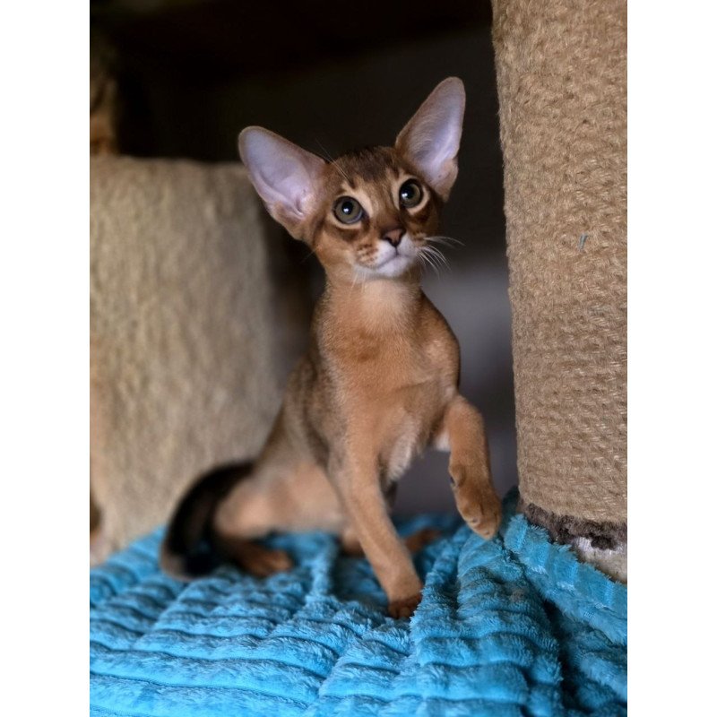 Abyssinian AP Rafael