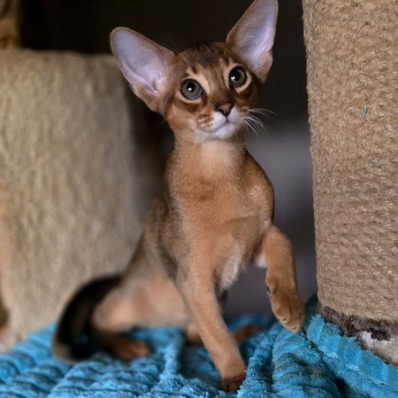 Abyssinian AP Rafael