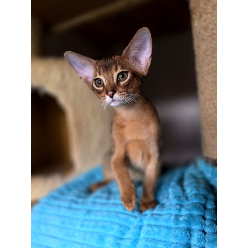 Abyssinian AP Rafael