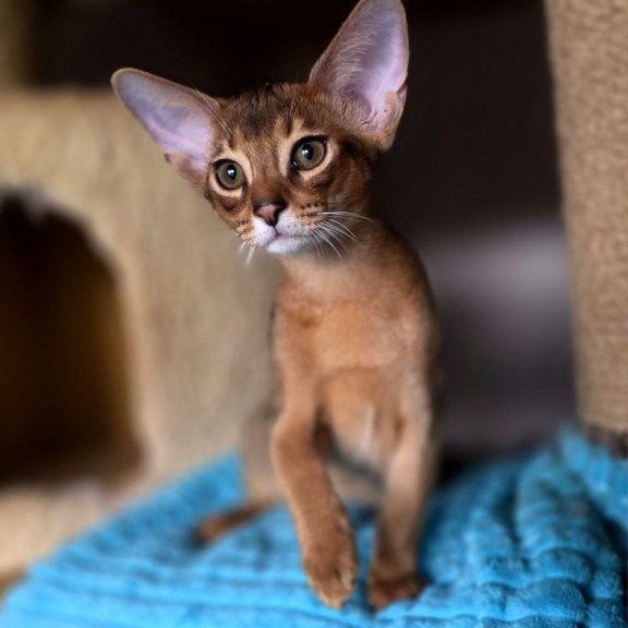 Abyssinian AP Rafael