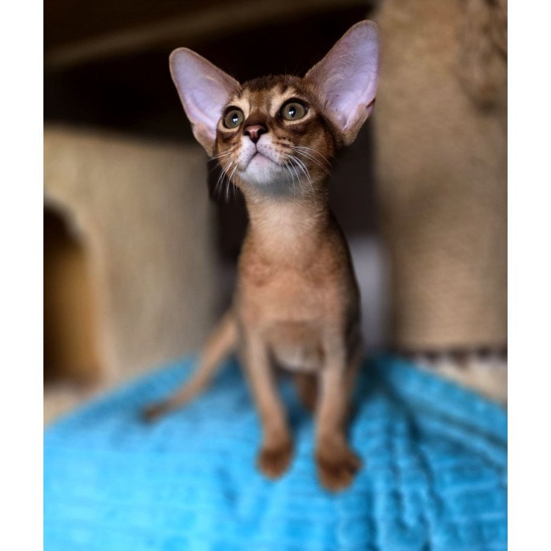 Abyssinian AP Rafael