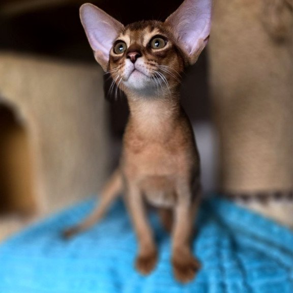 Abyssinian AP Rafael