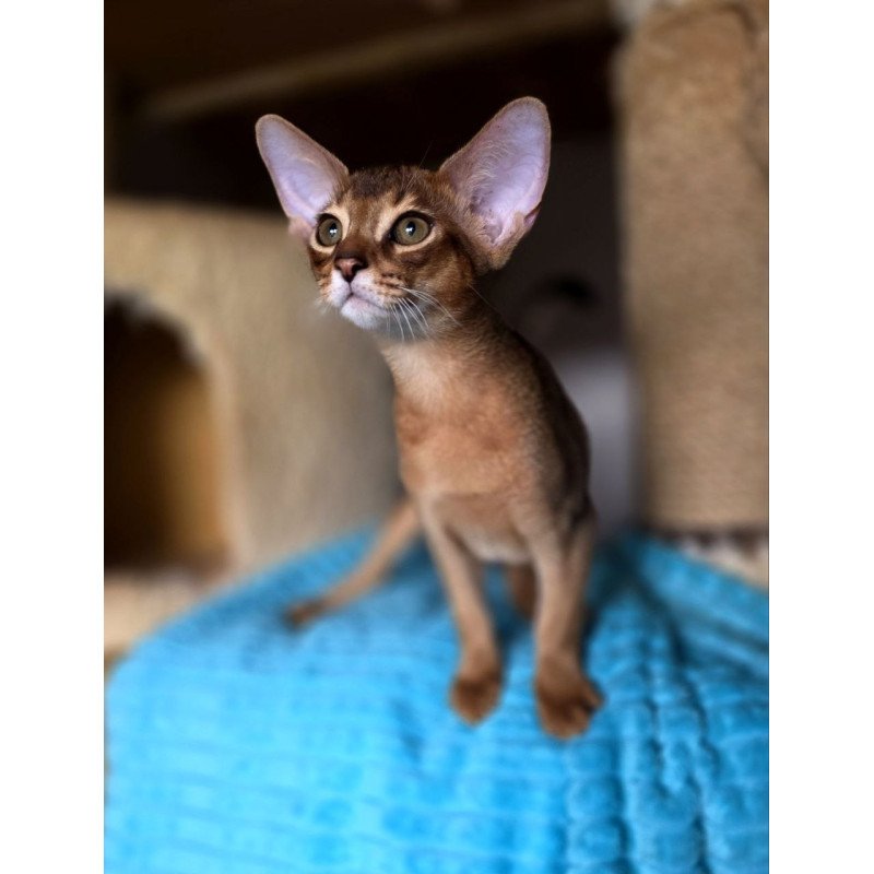 Abyssinian AP Rafael