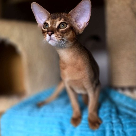 Abyssinian AP Rafael