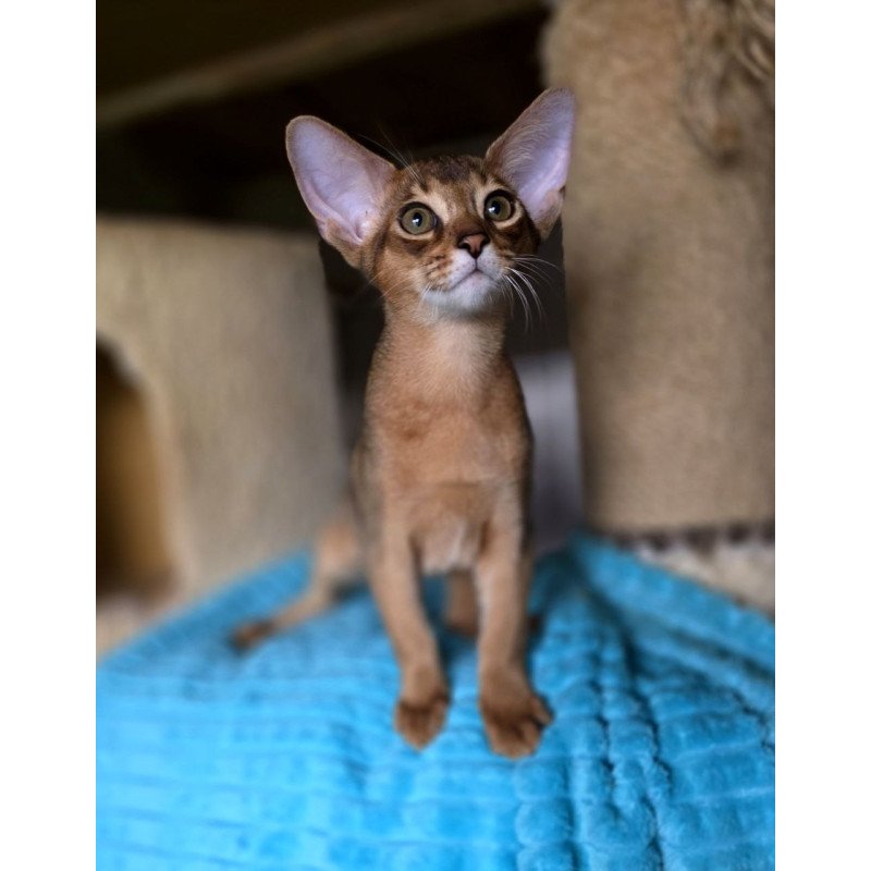 Abyssinian AP Rafael