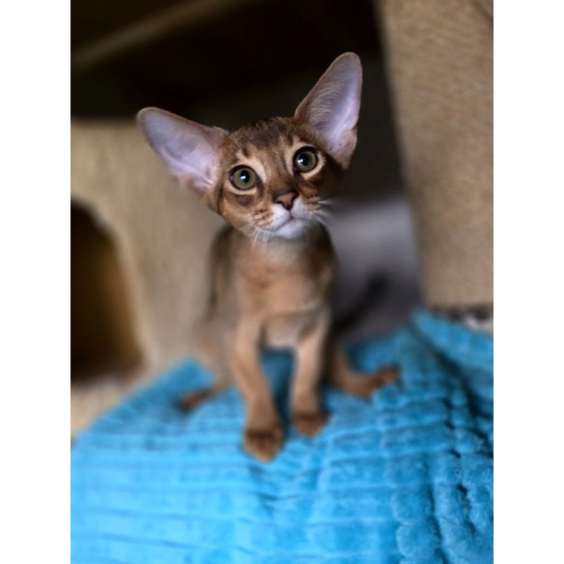Abyssinian AP Rafael
