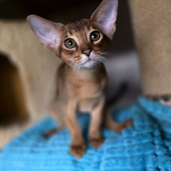 Abyssinian AP Rafael