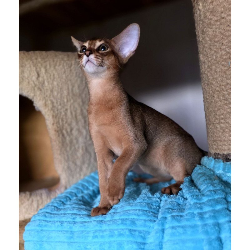 Abyssinian AP Rafael