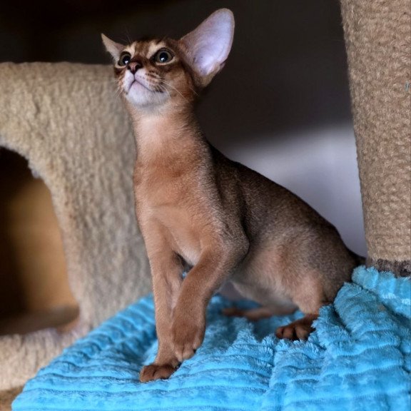 Abyssinian AP Rafael