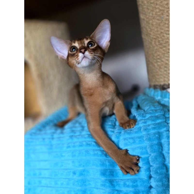 Abyssinian AP Rafael