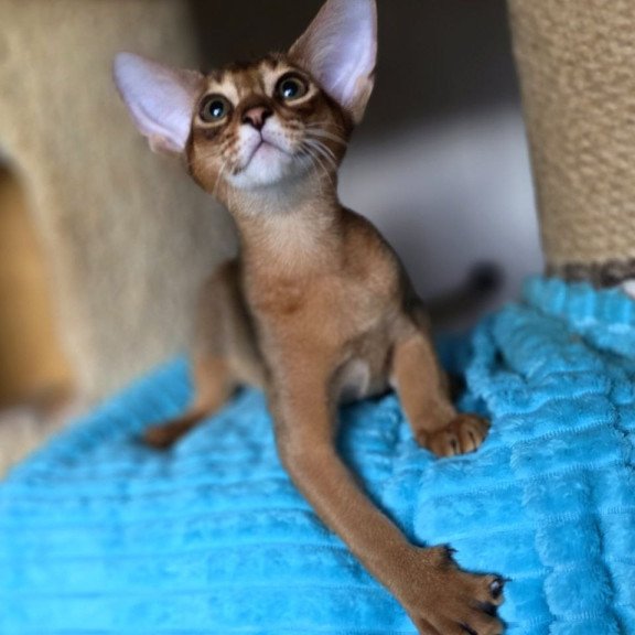 Abyssinian AP Rafael