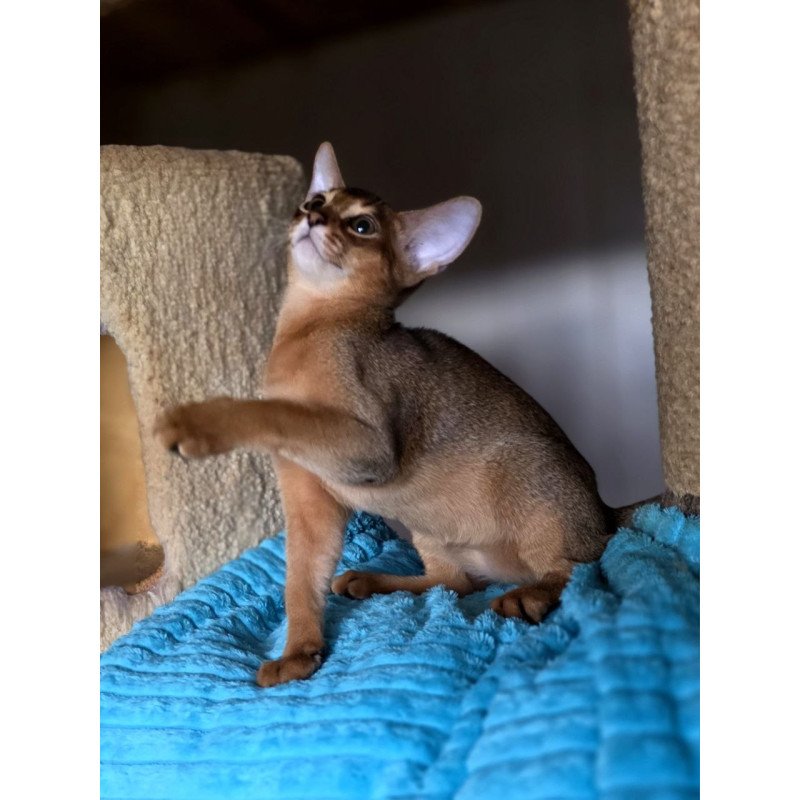Abyssinian AP Rafael