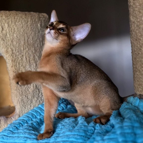 Abyssinian AP Rafael
