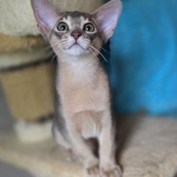 Abyssinian AP Ramses