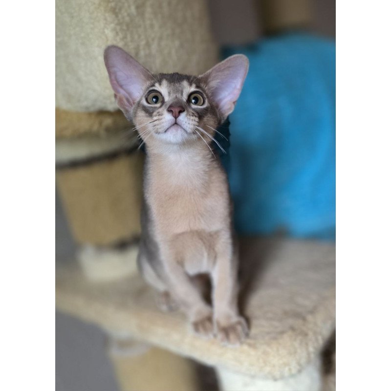 Abyssinian AP Ramses
