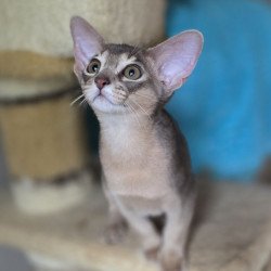 Abyssinian AP Ramses