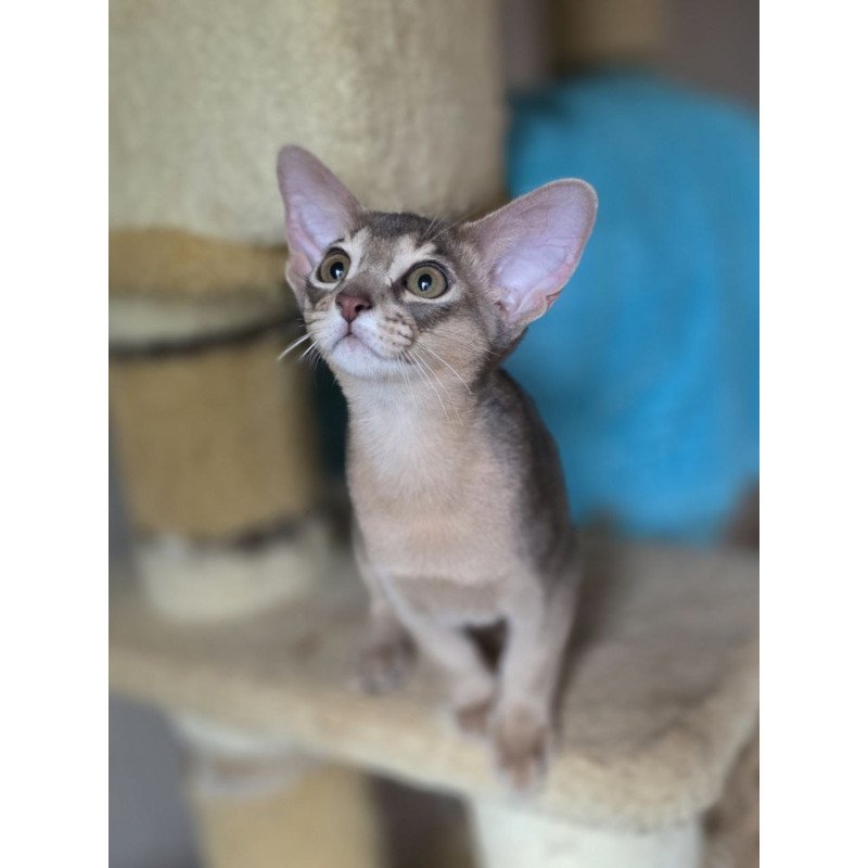 Abyssinian AP Ramses