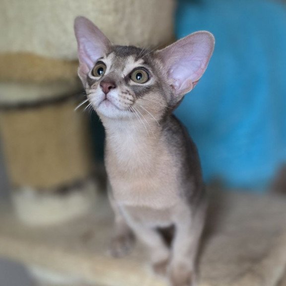 Abyssinian AP Ramses