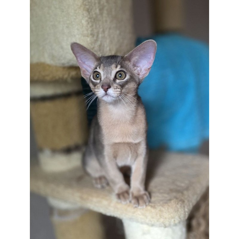 Abyssinian AP Ramses