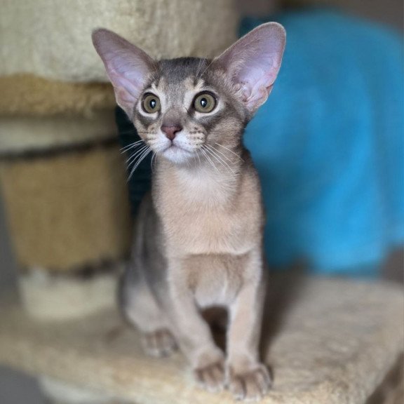 Abyssinian AP Ramses