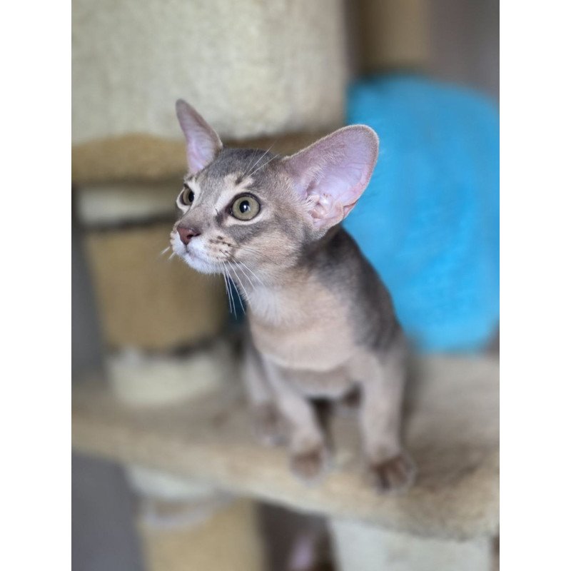 Abyssinian AP Ramses