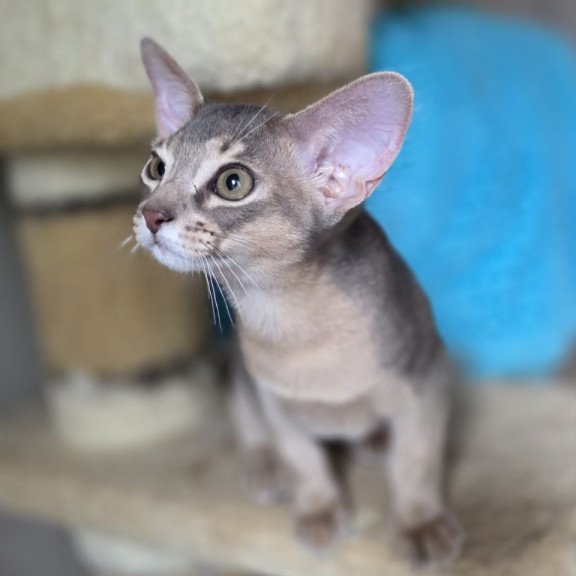 Abyssinian AP Ramses