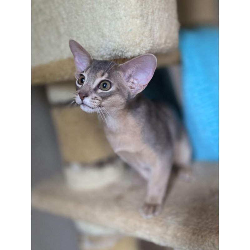 Abyssinian AP Ramses