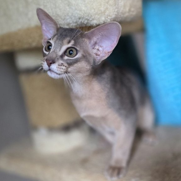 Abyssinian AP Ramses