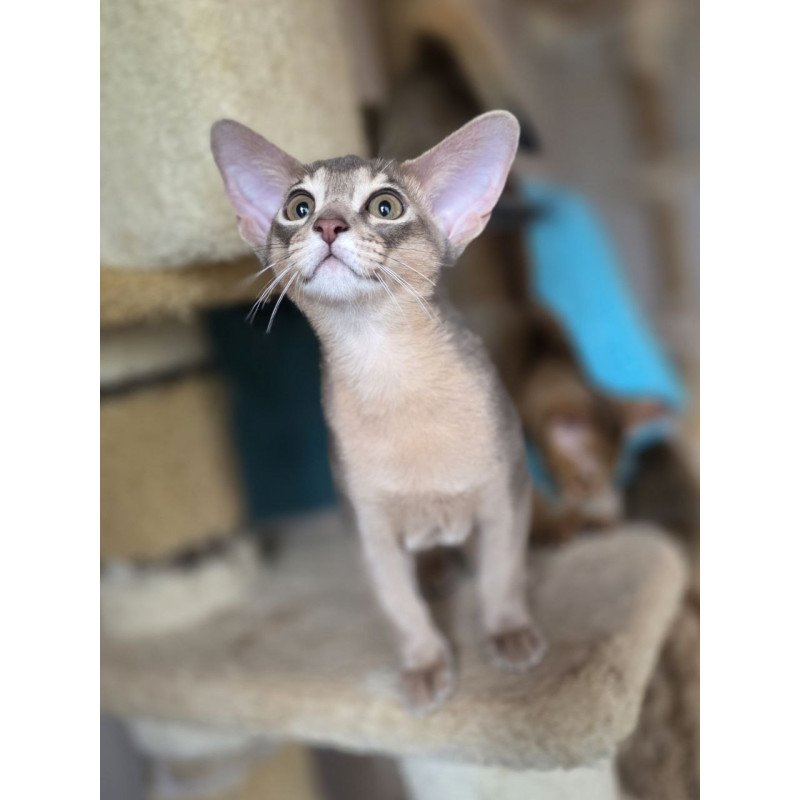 Abyssinian AP Ramses