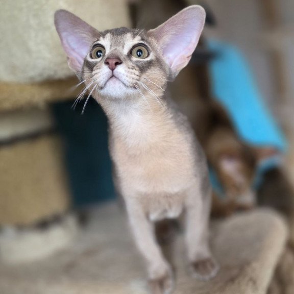 Abyssinian AP Ramses