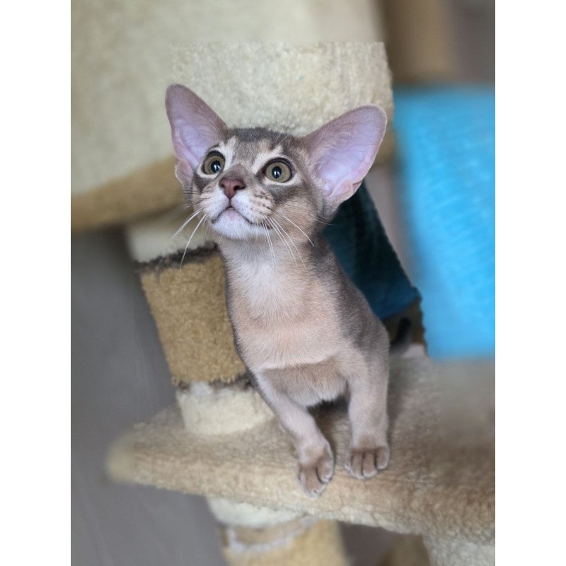 Abyssinian AP Ramses