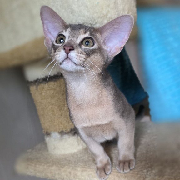 Abyssinian AP Ramses