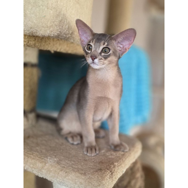 Abyssinian AP Ramses
