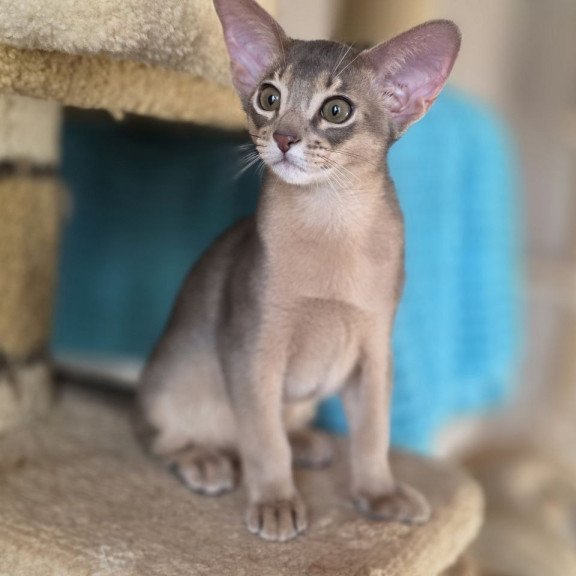Abyssinian AP Ramses