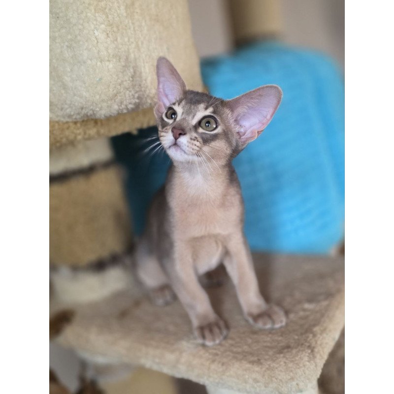 Abyssinian AP Ramses
