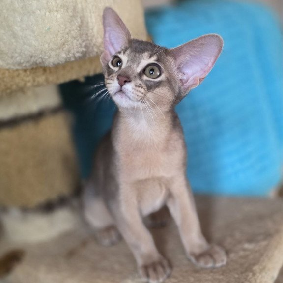 Abyssinian AP Ramses
